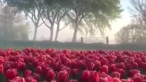 Beautiful flowers in the field