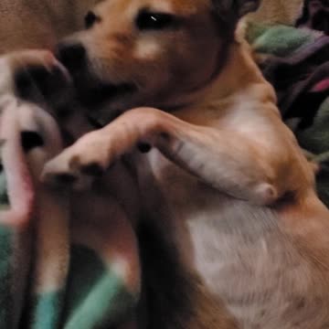 Cutest jack russell acting shy