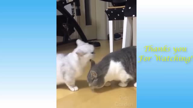 Cute Funny Two Cats