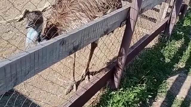 Acquaintance with ostriches