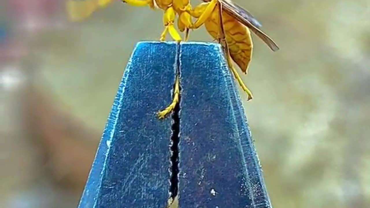 Animal fun