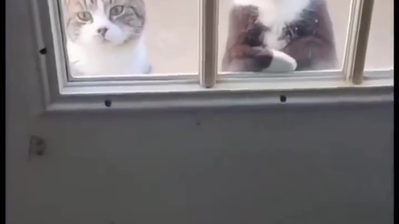 MUST WATCH: I will never let you have my girlfriend, says the catπππ