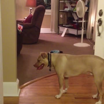 White Ferret Keeps Stealing Dog's Toys