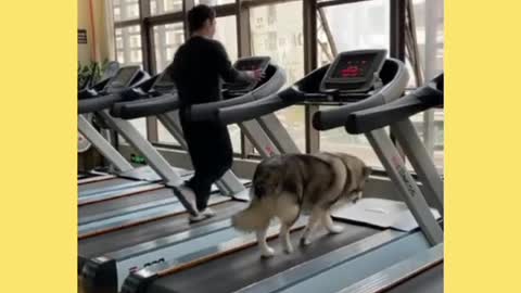Funny and cute dog video compilation #shorts