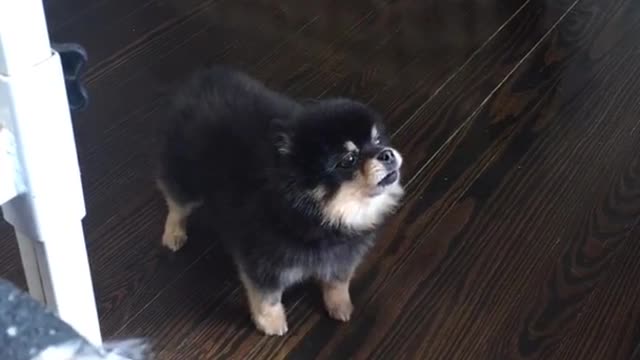 Small black dog howling