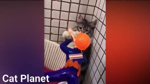 Funny Cats Video Compilation 2021 | funny