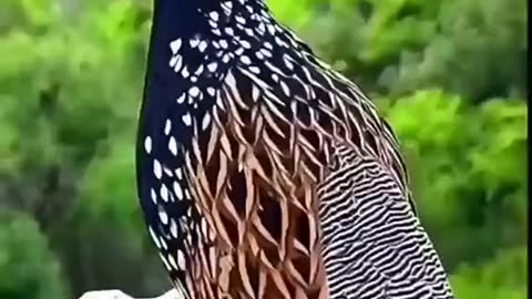 Beautiful Birds of the world 🌎