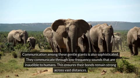 Fascinating Facts About The African Elephant