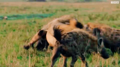 Hyena pack attacks loin