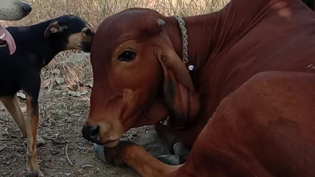 Dog and cow best friend 🙂