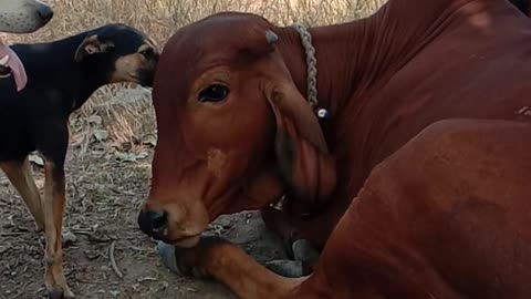 Dog and cow best friend 🙂