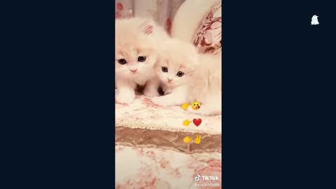 Cute cats funny and amazing 05