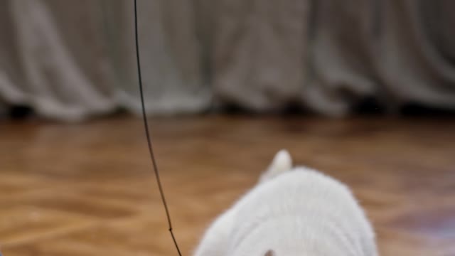 Cut cat