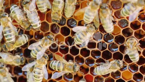 Watch how a bee colony works inside the hive