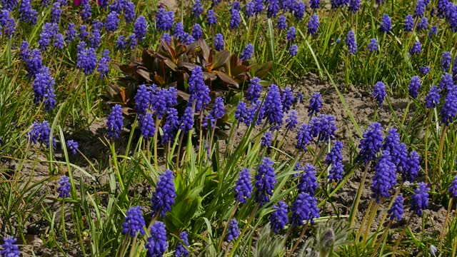 Muscari armeniacum