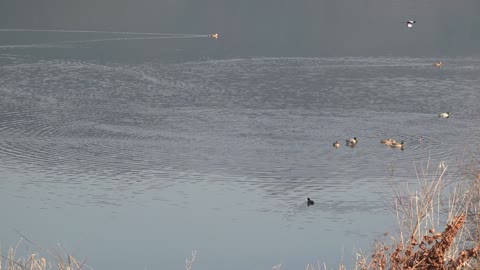 migratory birds floating in the lake