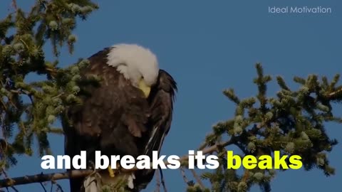 The eagle 🦅 mentality
