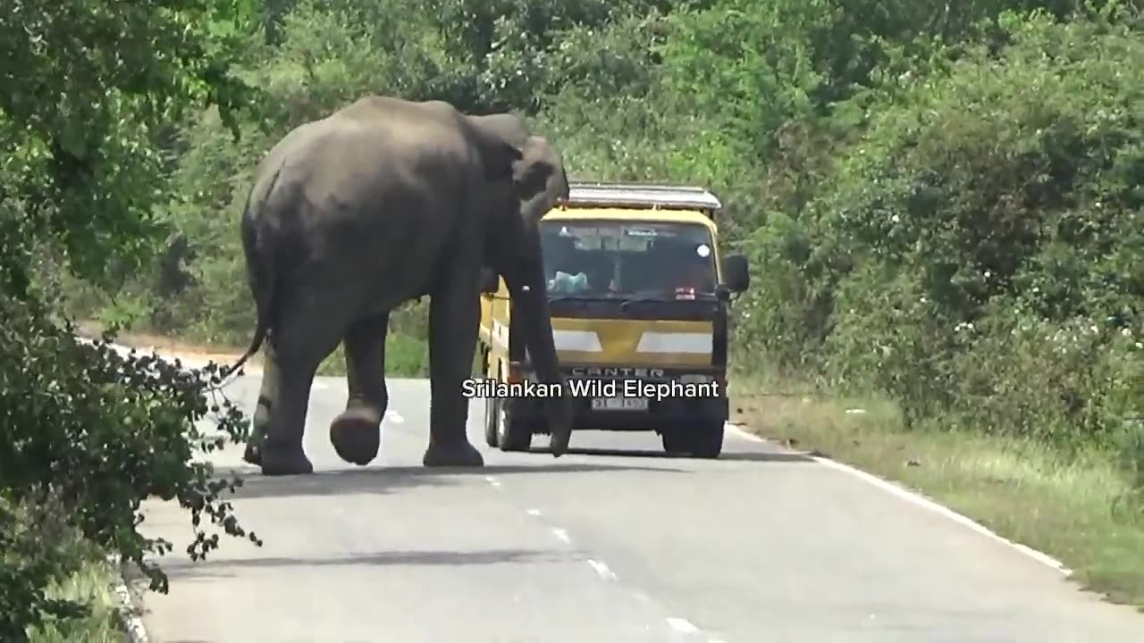 An elephant attack on the lorry in which the monk was traveling