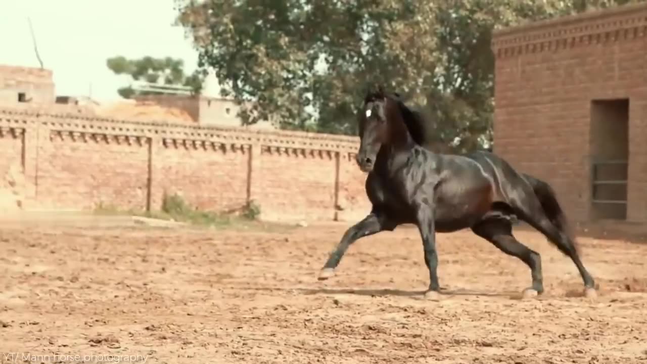 Most Beautiful Horses on Planet Earth