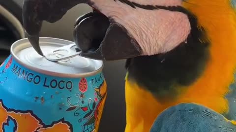 The parrot open a can