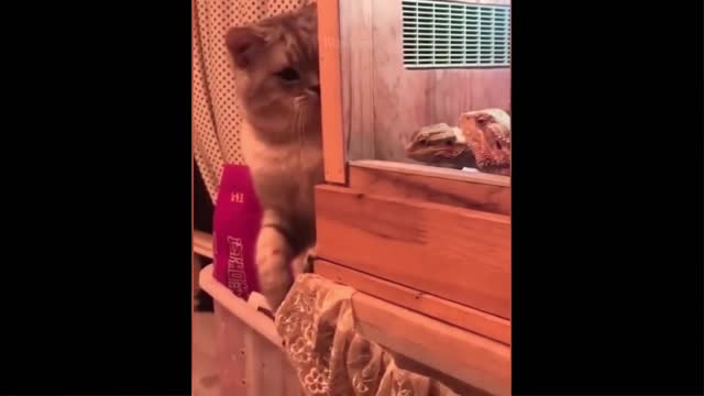 Funniest Animals - Best Of The 2021 Funny Animal Videos