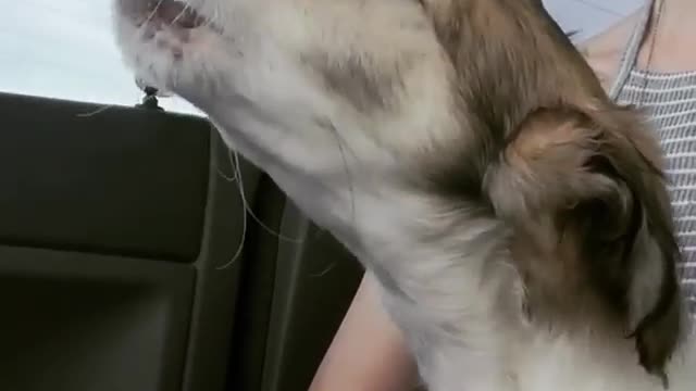 White borzoi dog sitting on passenger seat crying