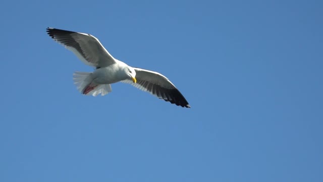 Seagull free