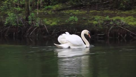 duck videos - watch now