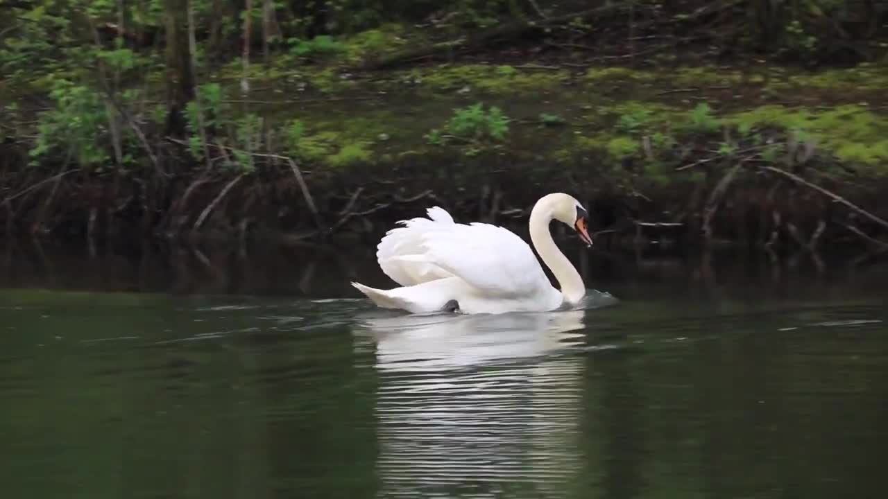 duck videos - watch now