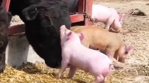 Funny Animals fails #Shorts