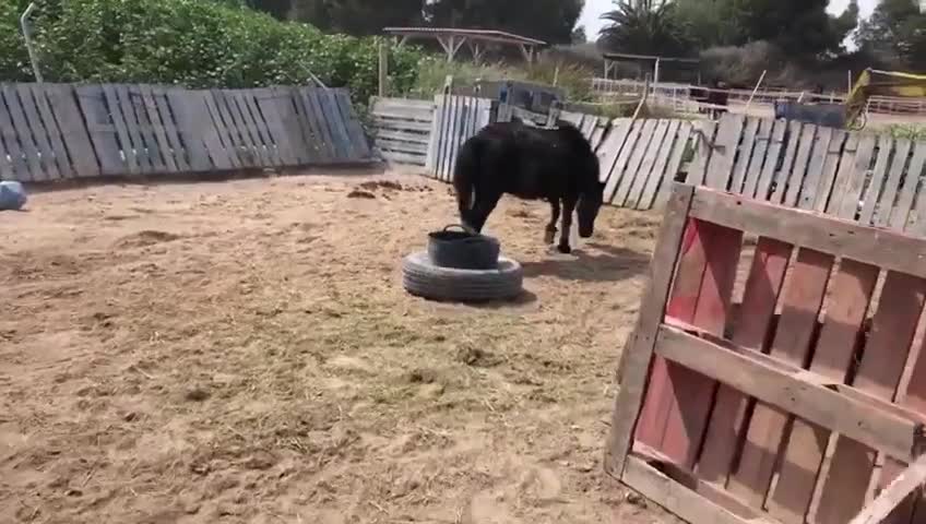 Our safeguarded donkey and horse getting a charge out of some natural air r