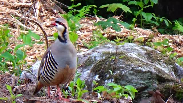 Chukar Partridge