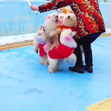 Amezing Skill of puppies