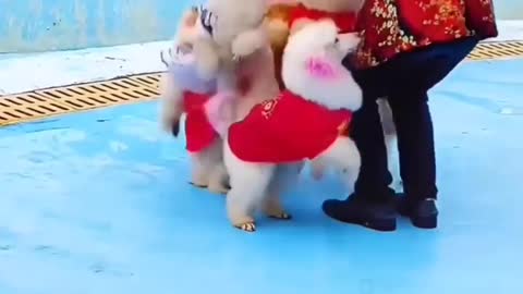 Amezing Skill of puppies