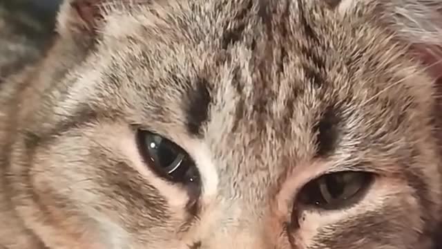 Cute Beautiful little Cat so cute funny cat videos cute moments