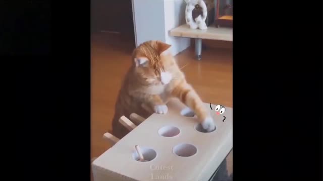 💗Cute And Funny Pets Compilation💗