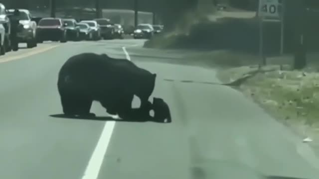 The mother bear, carrying the cubs