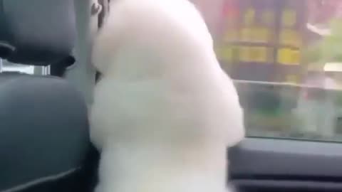 Fluffy dog dancing in car