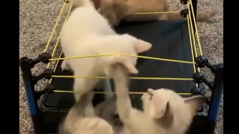 Cat Fight WWE