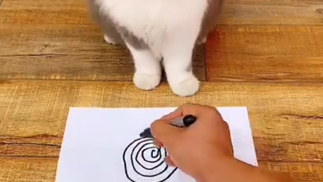 Dizzy Cat Mesmerized by Drawing - Funny Cat Videos
