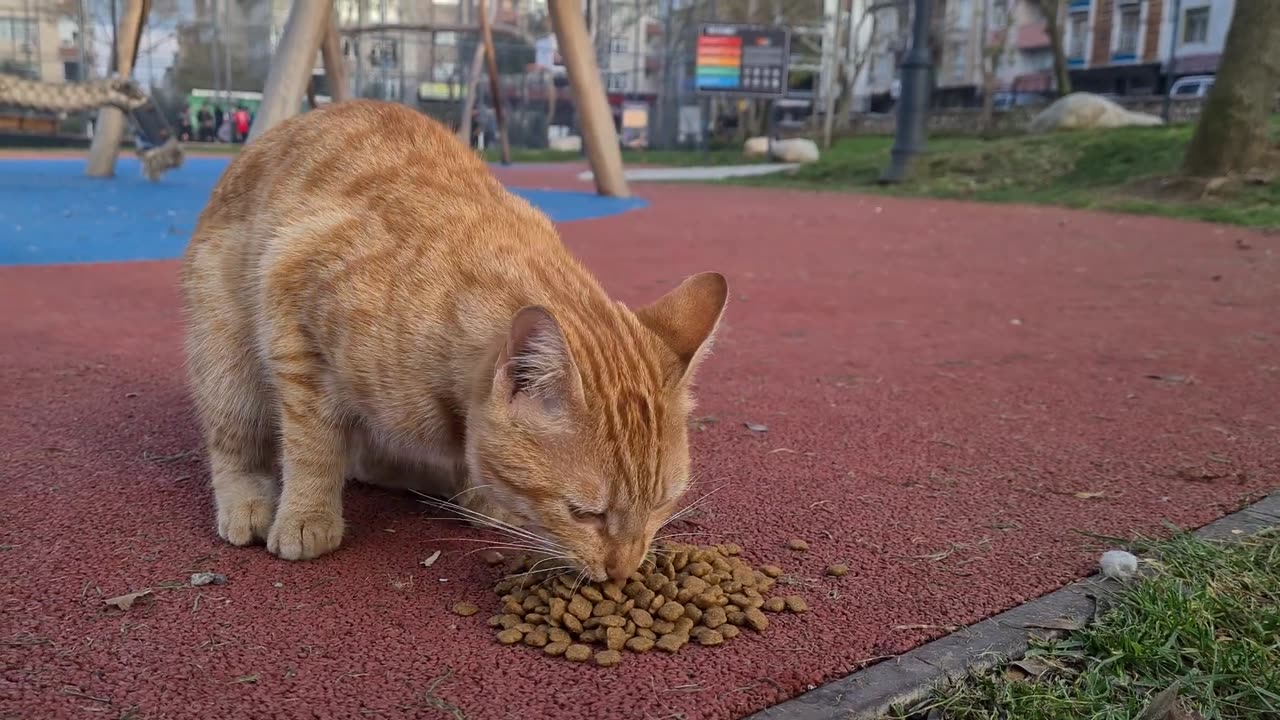 Cute orange cat follows me and asks for the food in my bag