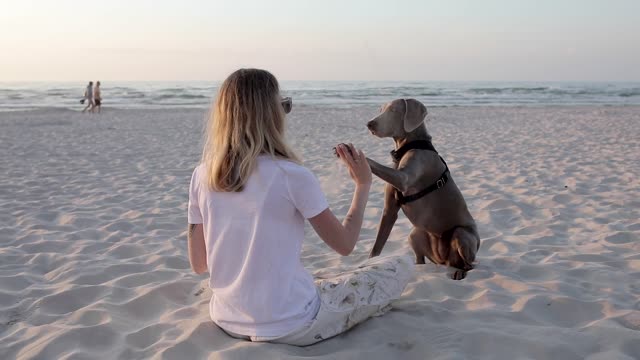 The dog playing with her girl.