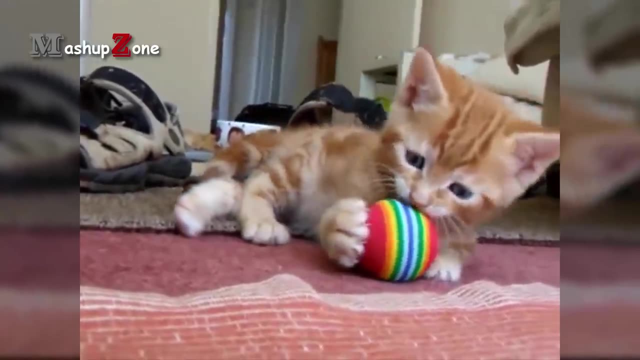 Funny kitten baby kitten