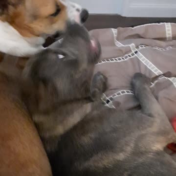 Claire Bear Stares At Me