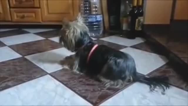 funny|prank|jokes|funny jokes|dad jokes|funny memes|funny video|fun|laughing|funny animal|knock