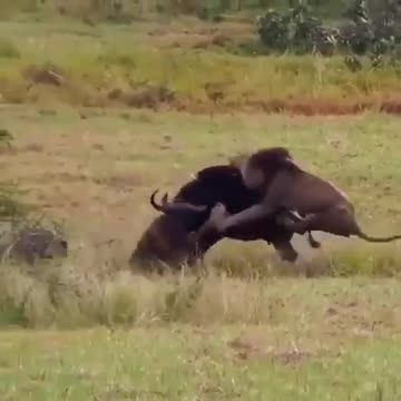 In an instant, the walk of the buffalo and his cub turns into the last seconds of life.