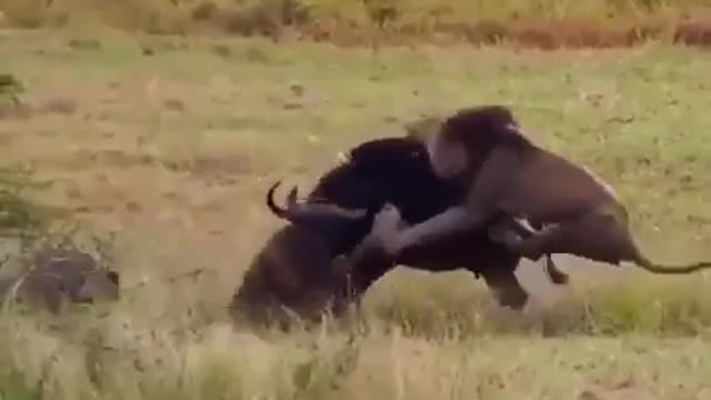 In an instant, the walk of the buffalo and his cub turns into the last seconds of life.