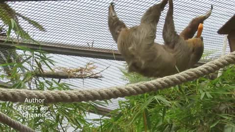 Sloth Cute Animals Loro Parque Tenerife ZOO