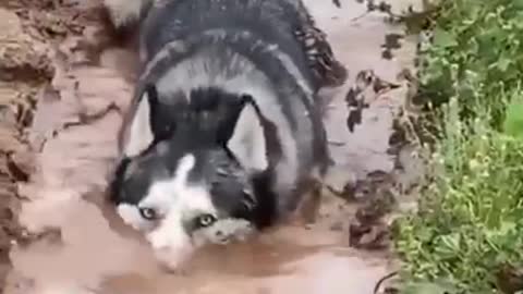 Husky fooling around