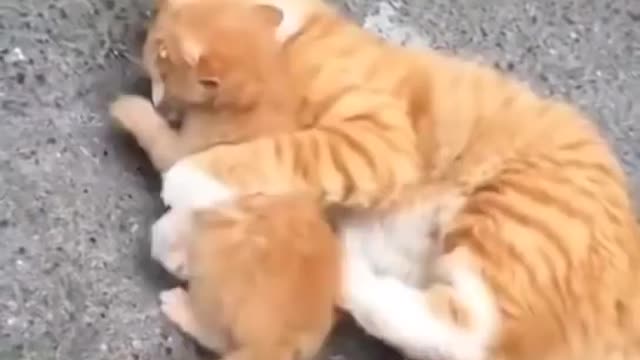 Baby Cats- Cute and Funny Cat Videos Compilation